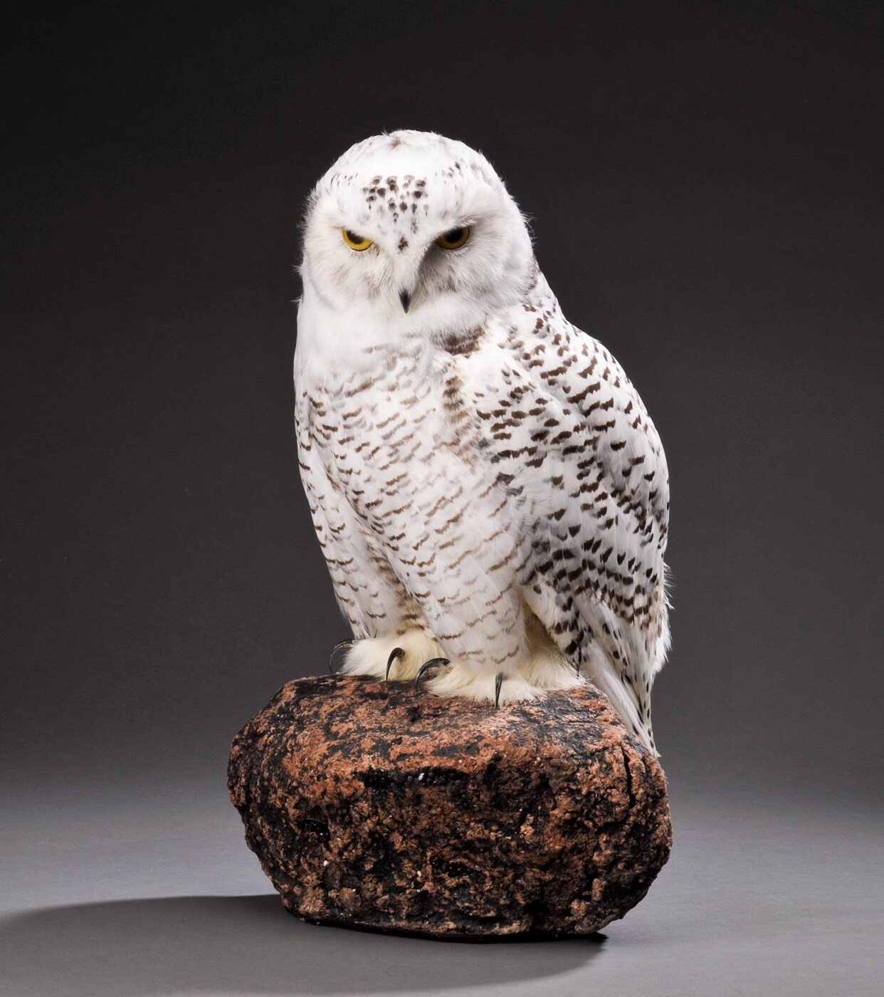 Ausgestopfte Schnee Eule Lauritz Com