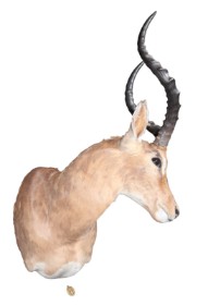 Head mounted Impala