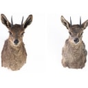 Two Antelope - Head-mounted Rockhopper (Oreotragus oreotragus) (2)