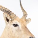Hunting trophy. Shoulder Mounted Red Lechwe (Kobus leche)