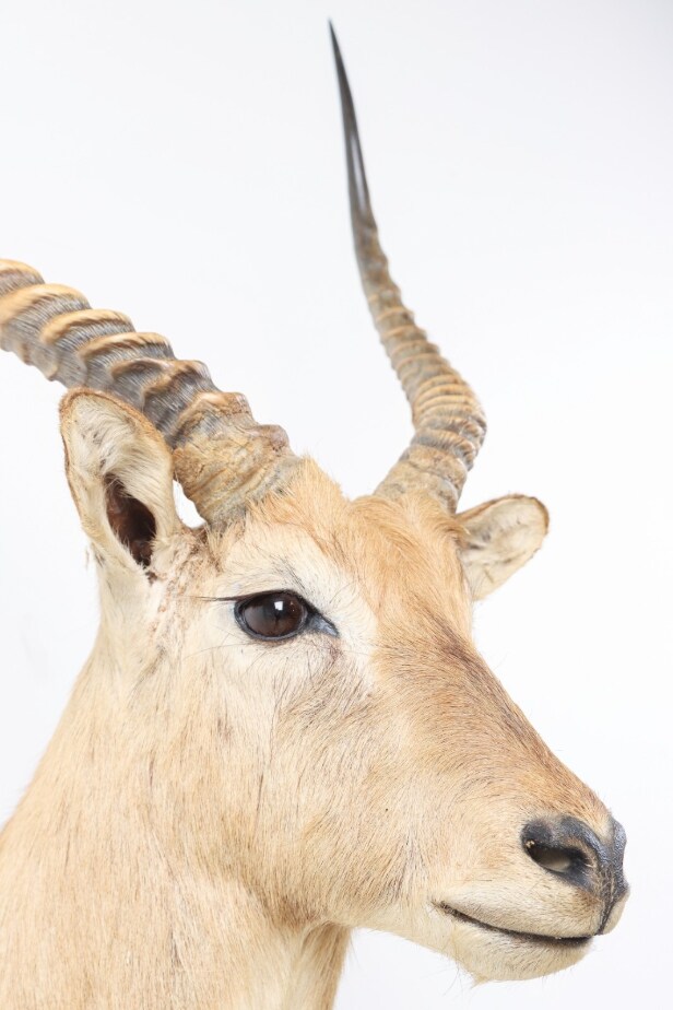 Hunting trophy. Shoulder Mounted Red Lechwe (Kobus leche)