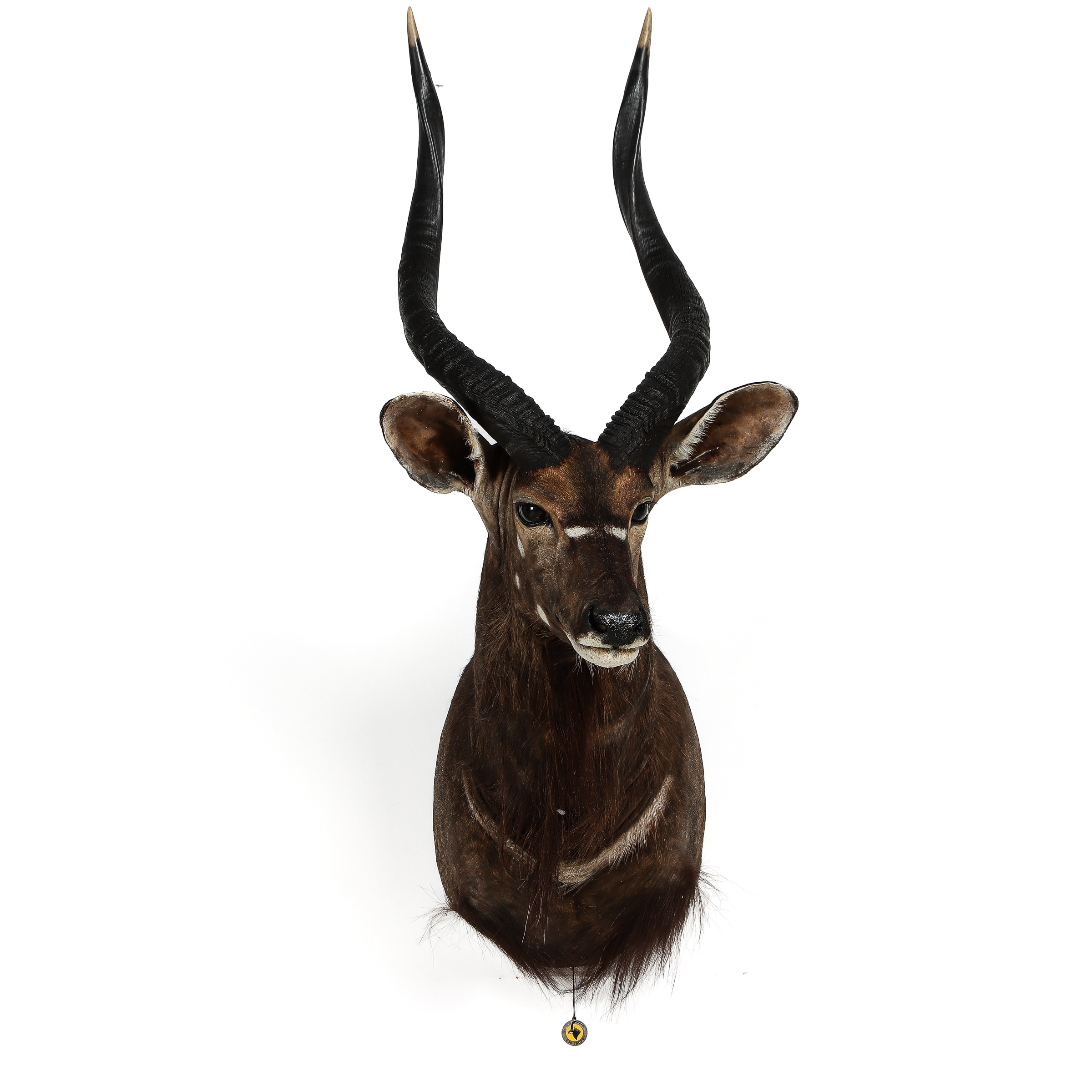 Hunting trophy. Head mounted nyala | Lauritz.com