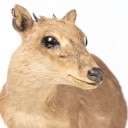 Jagttrofæ. Fuldmonteret Dykkerantilope / Grey Duiker (Sylvicapra grimmia)