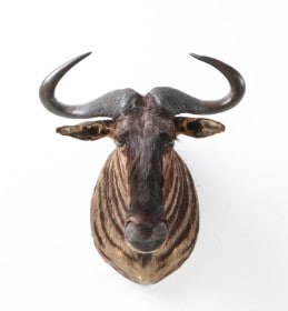 Jagttrofæ. Skuldermonteret Blå Gnu / Blue Wildebeest (Connochaetes taurinus)