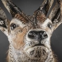 Morten Angelo. 'A Second chance'. Dekoreret water buck. Højde 130 cm