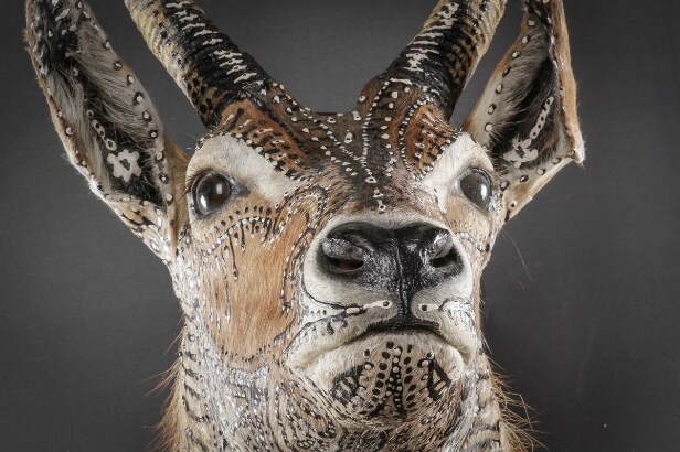 Morten Angelo. 'A Second chance'. Dekoreret water buck. Højde 130 cm