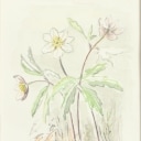 Grethe Gitz & Piet Nieboer. Motiver m/ blomster. (2)