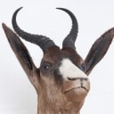 Hunting trophy. Shoulder-mounted black springbok (Antidorcas marsupialis)