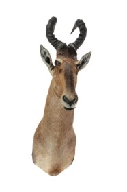 Hunting trophy. Shoulder-mounted Koantelope / Red Hartebeest (Alcelaphus buselaphus)