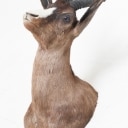 Hunting trophy. Shoulder-mounted black springbok (Antidorcas marsupialis)