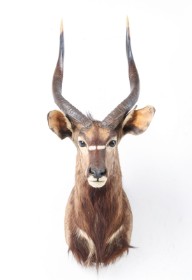 Jagttrofæ. Skuldermonteret Nyala (Tragelaphus angasi)