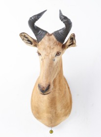 Jagttrofæ. Skuldermonteret Koantilope / Red Hartebeest (Alcelaphus buselaphus)