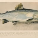 Svend Saabye, litografisk tryk, fisk (2)