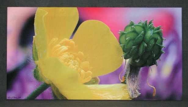 Ernst Iben (*1945), Butterblume