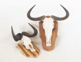 To jagttrofæer. To kranie af gnu (2)