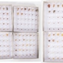 300 pieces of unpolished inclusion amber (300)