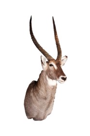 Head mounted Waterbuck