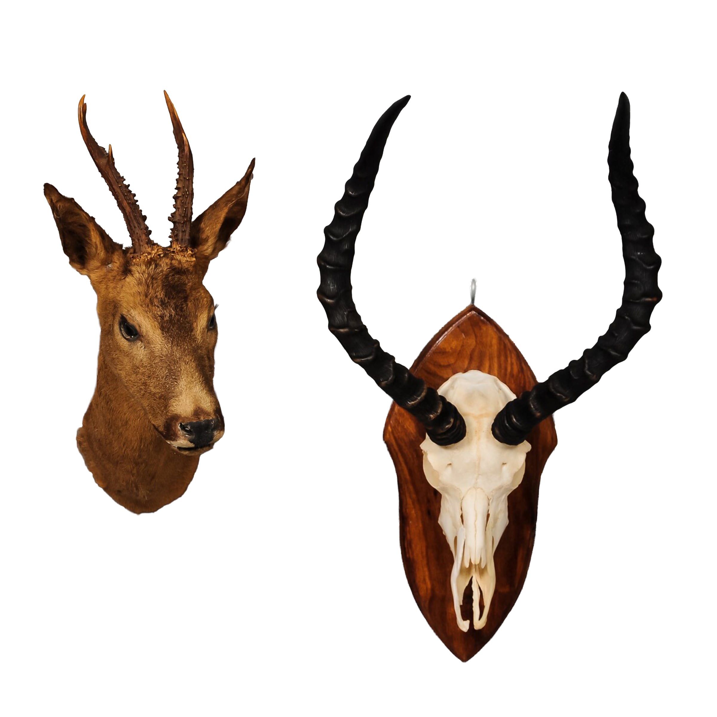 Hunting trophies | Lauritz.com