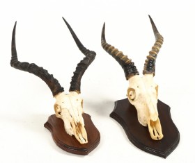 Two shell-mounted hunting trophies mounted on plate. Impala. (2)