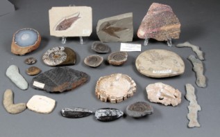 på en ferie årsag Nybegynder Samling fossiler og forsteninger (23) - Lauritz.com