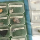 Samling fossiler & geologisk stensamling. (ca. 248)