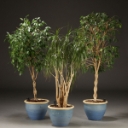 Stueplanter med krukker (3)