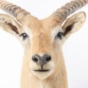 Hunting trophy. Shoulder Mounted Red Lechwe (Kobus leche)