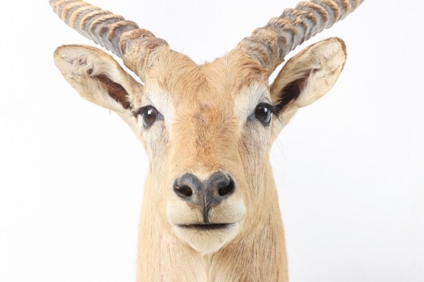 Hunting trophy. Shoulder Mounted Red Lechwe (Kobus leche)