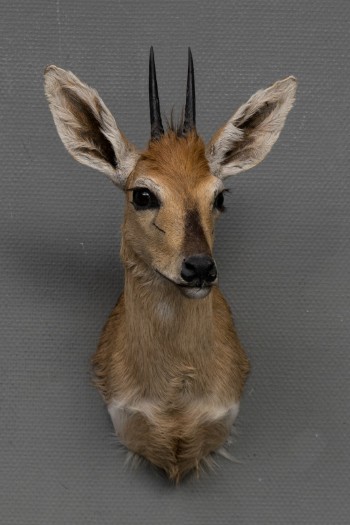 Afrikansk jagttrofæ - hovedmonteret Dykkerantilope