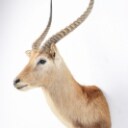 Hunting trophy. Shoulder Mounted Red Lechwe (Kobus leche)