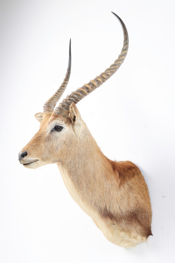 Hunting trophy. Shoulder Mounted Red Lechwe (Kobus leche)