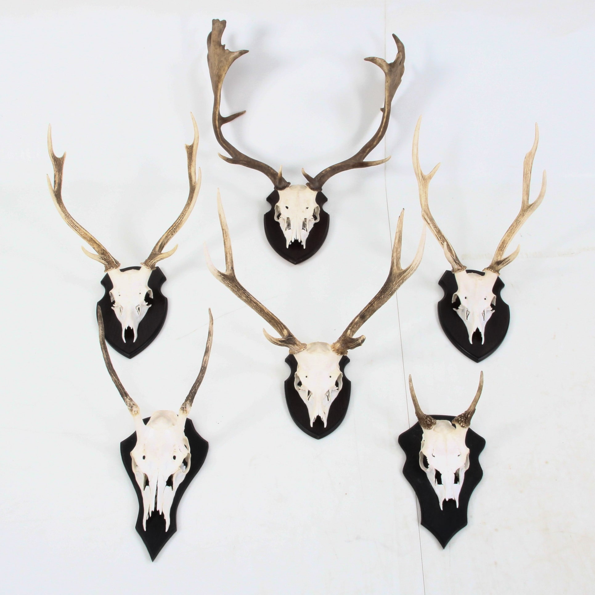 Hunting trophy, six plate-mounted mounts, red deer, sika deer and ...