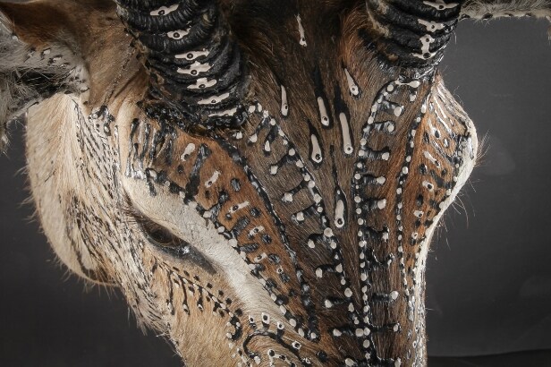 Morten Angelo. 'A Second chance'. Dekoreret water buck. Højde 130 cm