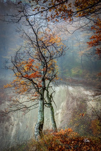Tage Klee, Et træ i tåge på Møns Klint