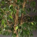 Stueplanter med krukker (3)