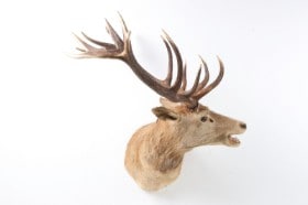 Jagttrofæ. Skuldermonteret Kronhjort (Cervus elaphus)