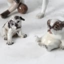 Dahl Jensen / Bing & Grøndahl. Samling figurer (10)