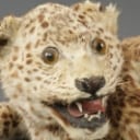 Leopard unge