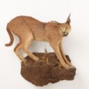 Hunting trophy. Fully assembled Caracal / 'Desert los (Caracal caracal)