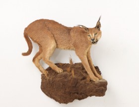 Jagttrofæ. Fuldmonteret Karakal / 'Ørkenlos (Caracal caracal)