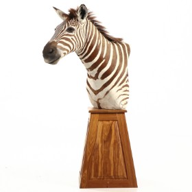 Shoulder mounted Zebra, mounted on pedestal, hunting trophy.