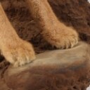 Hunting trophy. Fully assembled Caracal / 'Desert los (Caracal caracal)
