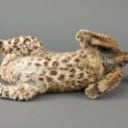 Leopard unge