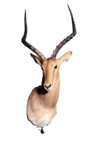 Head mounted Impala