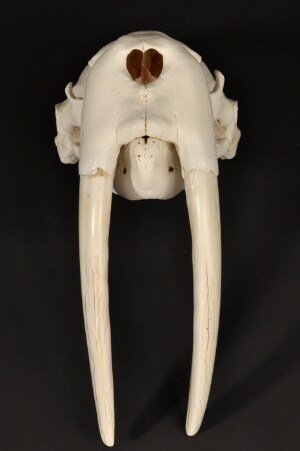 Greenlandica: Walrus skull with tusks and teeth - Odobenus Rosmarus
