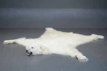Grønlandica. Hovedmonteret isbjørneskind, L. ca. 260 cm