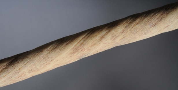 Narhvalstand, L. ca. 245 cm.