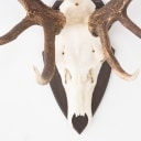 Hunting trophy. Shell-mounted red deer