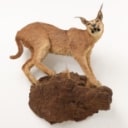 Hunting trophy. Fully assembled Caracal / 'Desert los (Caracal caracal)