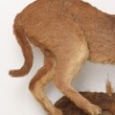 Hunting trophy. Fully assembled Caracal / 'Desert los (Caracal caracal)